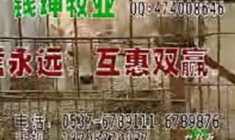 致富经cctv7视频,揭秘农村创业致富之路